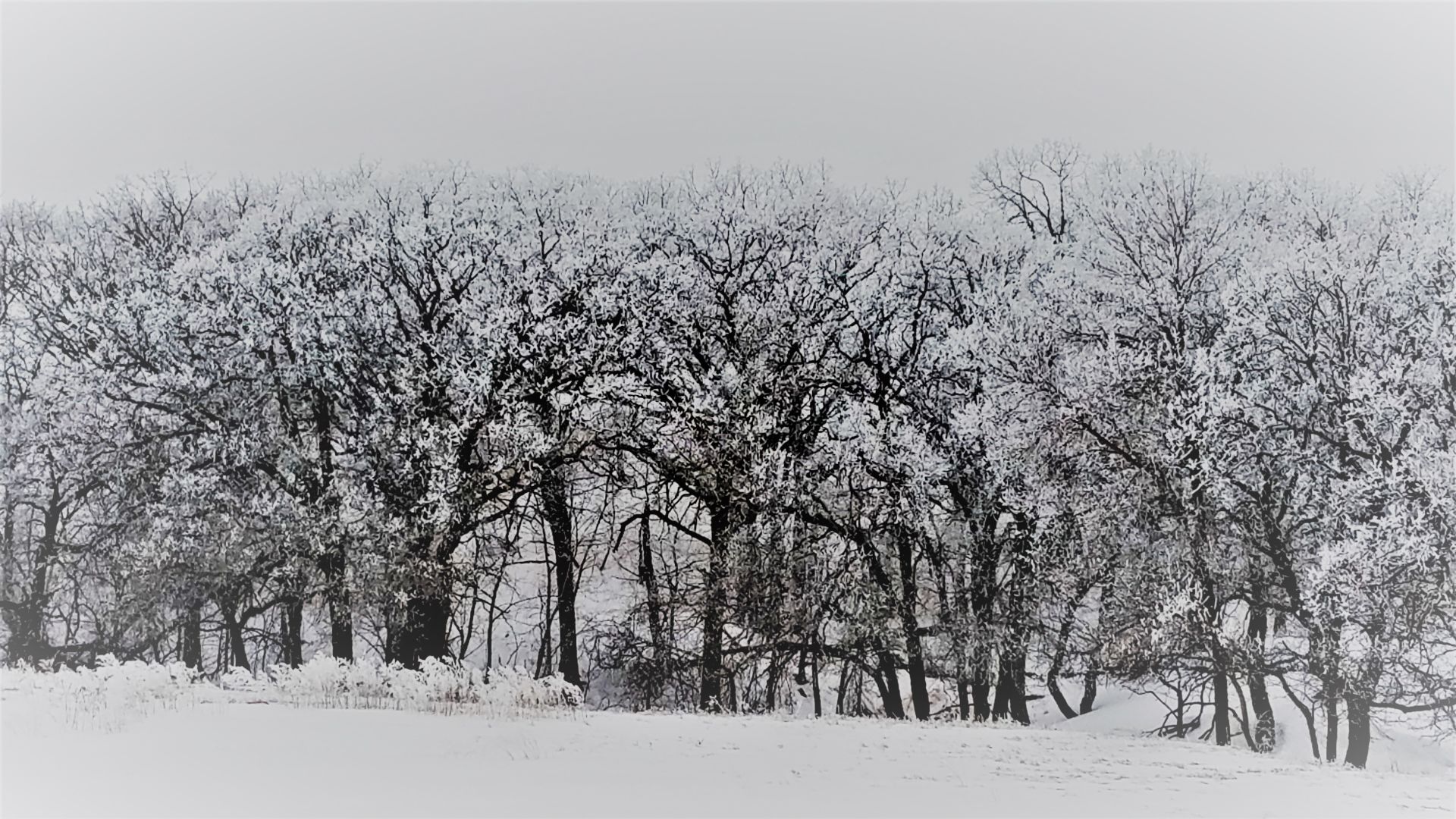 Winter frost